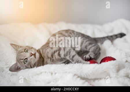 Cute tabby kitten with blue eyes plays with a Christmas red ball of toys on a white plaid in the living room Stock Photo