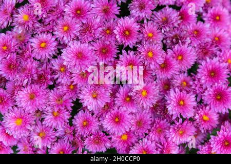 Beautiful chrysanthemum flowers background top view. Close up seamless purple chrysanthemum flowers. Beautiful wallpaper. Stock Photo
