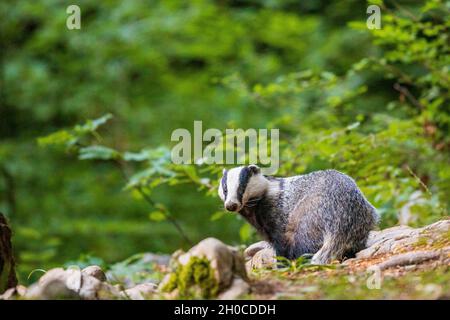 Eurasian badger (Meles meles) in forest, Slovenia