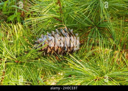 A fallen ripe cone, soaked in cedar resin, hanging in cedar branches. Nuts cedar resin is used in medicine and cooking. Selective focus. Stock Photo