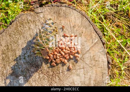 Pine nuts with a fresh pine cone soaked in resin on a tree stump. Selective focus. Stock Photo