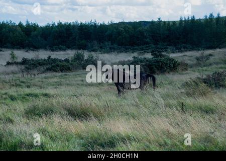 Exmoor ponies on Daisy Hill Nature Reserve, County Durham Stock Photo