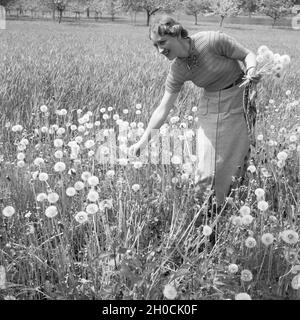Eine Frau pflückt Löwenzahn in einem Feld, Germany 1930er Jahre. A woman picking some dandelions in a field, Germany 1930s. Stock Photo