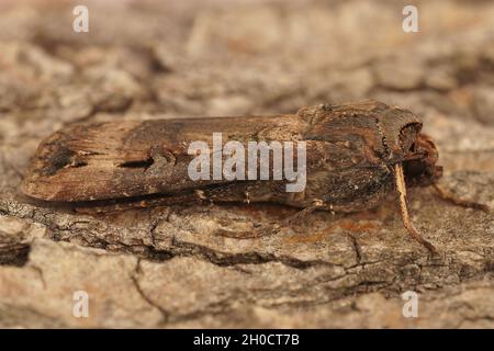Closeup of the Dark sword-grass , Agrotis ipsilon, on wood Stock Photo