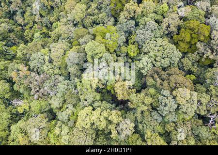 (211012) -- HAIKOU, Oct. 12, 2021 (Xinhua) -- Aerial photo taken on Sept. 9, 2021 shows the view of the Hainan Tropical Rainforest National Park in south China's Hainan Province.  The Hainan Tropical Rainforest National Park in south China's Hainan Province boasts one of the most concentrated, best preserved and largest contiguous tropical rainforests in China.   The park covers nine cities and counties, with a total area of 4,400 square km, or about one-seventh of Hainan Island's land area. It is an important part of the world's tropical rainforest and a key area for biodiversity conservation Stock Photo