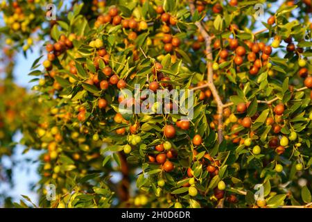 Fruits of ziziphus juba on the branches of trees in the garden close-up, ripe fruits of Chinese dates. Selective focus Stock Photo
