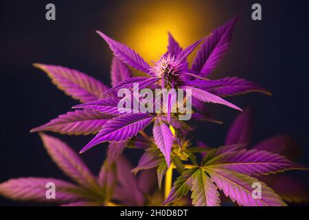 Cannabis plant with purple pink leaves isolated on a black background with sun glare. Flowering marijuana with vibrant foliage and bud flower. New aes Stock Photo