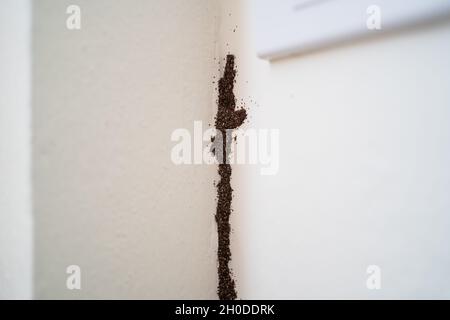 Termite on white concrete wall Stock Photo