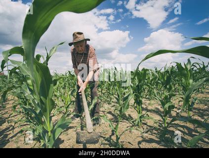 Old man peasant working in corn field with hoe, weeding soil Stock Photo