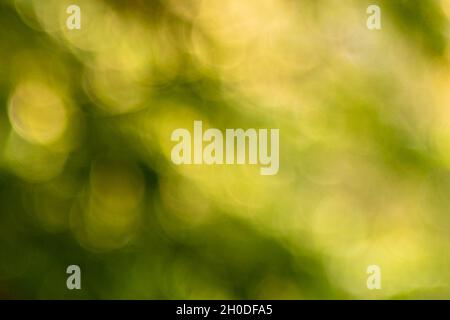abstract soft green bokeh background with copy space Stock Photo