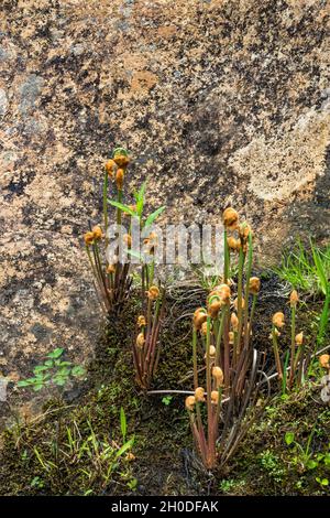Fiddleheads and large rock rest on the banks  of the East Branch Sacandaga River in spring  Adirondack Park, New York Stock Photo