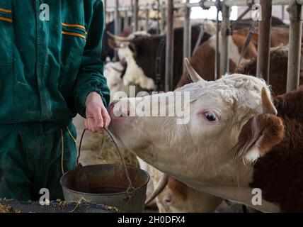 Farmer bringing water in bucket for cows in stable Stock Photo