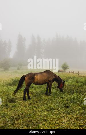 Dramatic foggy scene with brown horse eating grass on a foggy countryside meadow landscape . Old wooden fence. Carpathians, Ukraine, Europe. Stock Photo