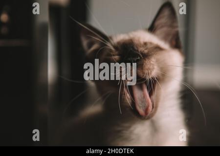 siamese kitten yawning - tongue Stock Photo