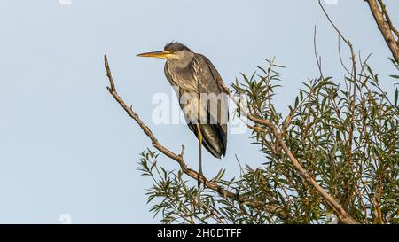 A Grey Heron (Ardea cinerea) standing on one leg on the bough of a tree at the Sevenoaks Wildlife Reserve in Kent Stock Photo