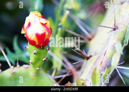 A red and yellow cactus flower blooms in the city garden Stock Photo