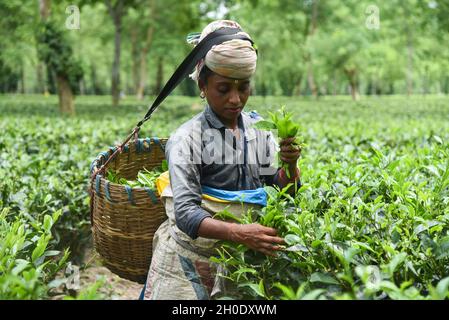 Woman workers pick tea leaves at a tea garden. Stock Photo