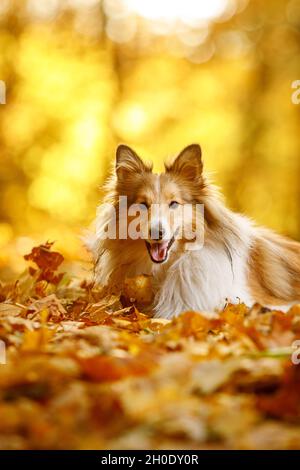 The ginger sheltie dog in autumn leaves Stock Photo