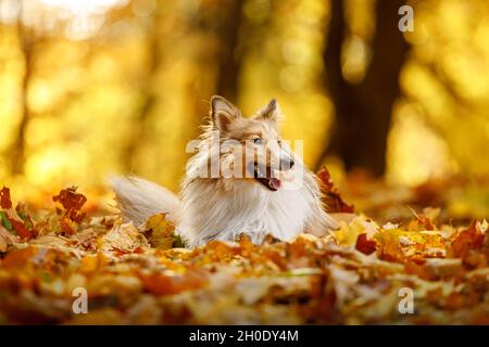 The ginger sheltie dog in autumn leaves Stock Photo