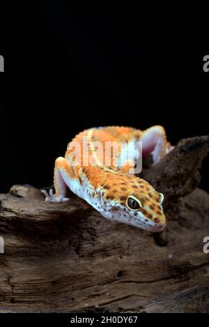 leopard gecko isolated on black background Stock Photo