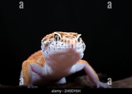 leopard gecko isolated on black background Stock Photo