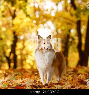 The ginger sheltie dog in autumn leaves Stock Photo
