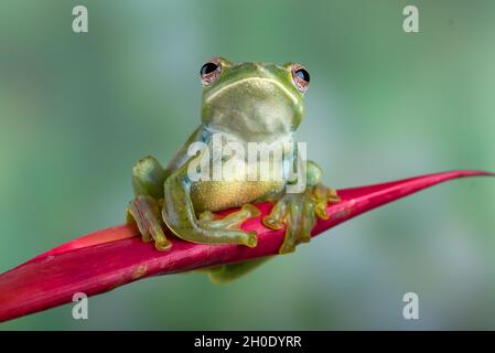 Malayan flying frog on red flower Stock Photo