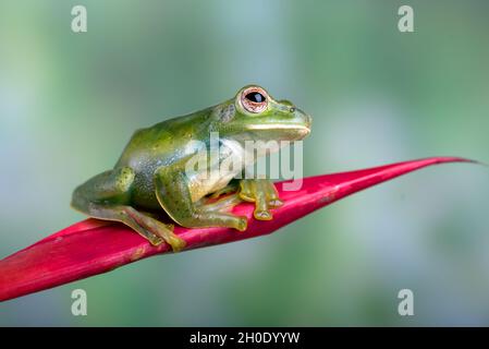 Malayan flying frog on red flower Stock Photo
