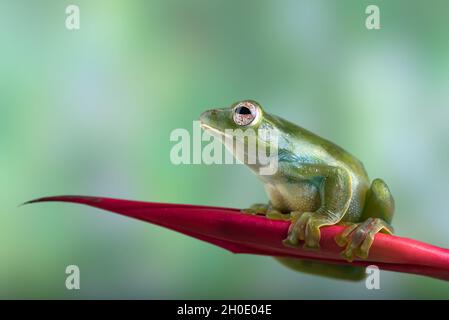 Malayan flying frog on red flower Stock Photo