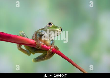 Malayan flying frog on red flower Stock Photo