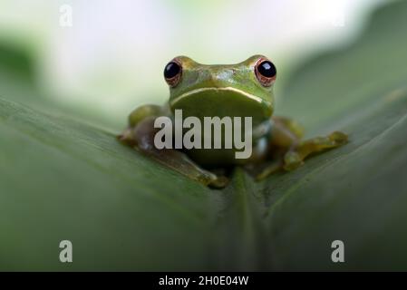 Malayan flying frog on a big leaf Stock Photo