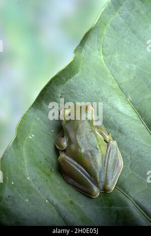 Malayan flying frog on a big leaf Stock Photo