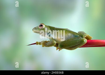 Malayan flying frog on red flower Stock Photo