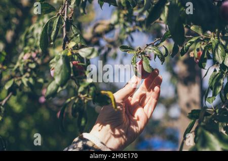 A hand plucks a red ripe plum from a branch against the blue sky Stock Photo