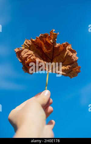 A hand holds a dried leaf against a blue sky Stock Photo