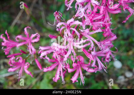 Guernsey Lily (Nerine sarniensis) in flower during the autumn ( Stock Photo