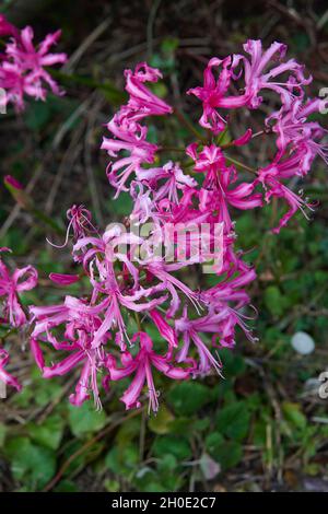 Guernsey Lily (Nerine sarniensis) in flower during the autumn ( Stock Photo