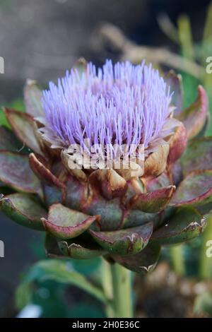 The globe artichoke, ( Cynara cardunculus var. scolymus)also known by the names French artichoke and green artichoke i Stock Photo