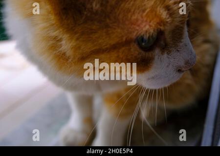 close up portrait of a red and white fluffy cat. Cat's muzzle. Domestic pet Stock Photo