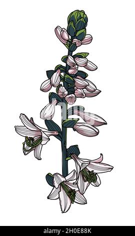 Realistic hosta flower hand drawing with leaves and buds, modern digital art. Design element for decorating printed products, invitations, postcards. Stock Vector