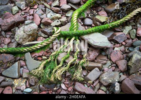 Wales August 2021. Pembrokeshire. Dale. Frayed rope  on pebble beach Stock Photo