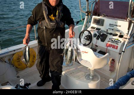 Wales August 2021. Pembrokeshire. Dale. Return of fishing trip with mackerel. Stock Photo