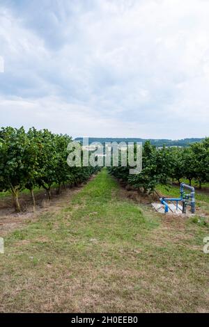 Hazel tree cultivation, arboriculture, nut, near Montflanquin (south western France). Hazel tree plantation with irrigation system Stock Photo