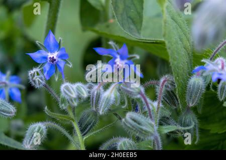Borage (Borago officinalis) in bloom in summer, an annual herb in the flowering plant family Boraginaceae. Its flowers and leaves are edible Stock Photo