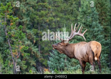 A large bull elk in a beautiful scene standing bugling Stock Photo