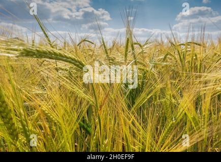 Wheat field in the Hampshire countryside in England, UK Stock Photo