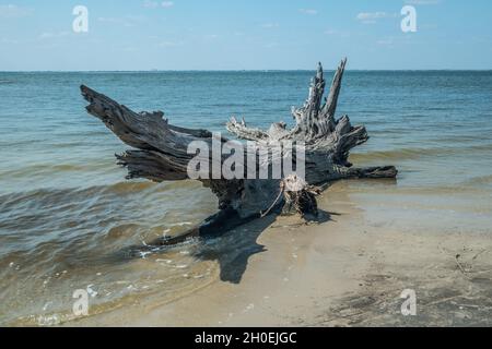 A large driftwood drifting out to sea with the waves splashing on the log laying partially on the beach and in the water at Jekyll island on the coast Stock Photo