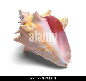 Large Conch Shell Front View Cut Out on White. Stock Photo
