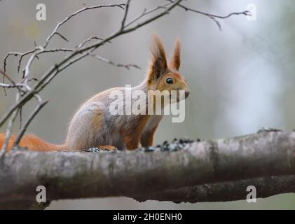Watchful Eurasian Red Squirrel (Sciurus vulgaris) sits on wood branch in gray winter coat Stock Photo