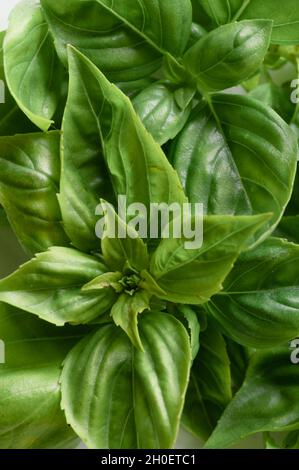 Bunch of Green Basil Leaves Stock Photo